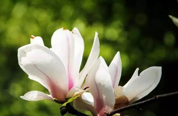 玉兰花的象征意义与美丽之融合（探寻玉兰花的文化内涵及其在人们生活中的重要意义）