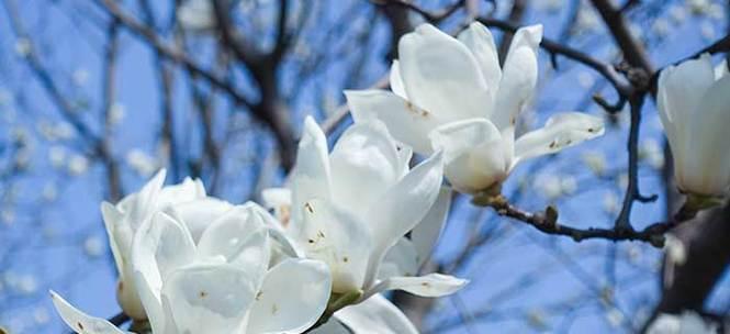 玉兰花的意义与寓意（探索玉兰花语的深层含义）