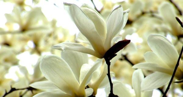 玉兰花的意义与寓意（探索玉兰花语的深层含义）