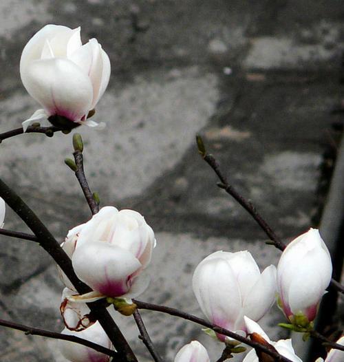 玉兰花的象征与寓意（探索玉兰花的隐含寓意与象征意义）