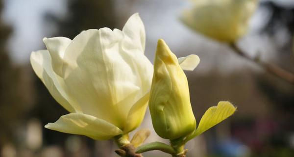 玉兰花的象征与寓意（探索玉兰花的隐含寓意与象征意义）