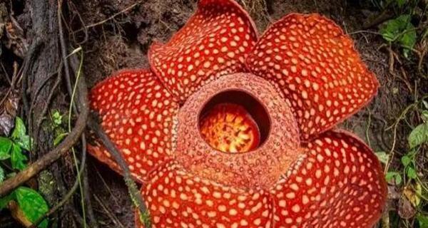 大王花——一个神秘而美丽的国花（探寻大王花的故事与传说）