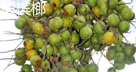 大王椰果实的毒性和注意事项（警惕大王椰果实的危险性）
