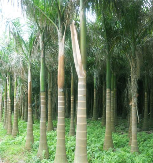 大王椰果实的毒性和注意事项（警惕大王椰果实的危险性）