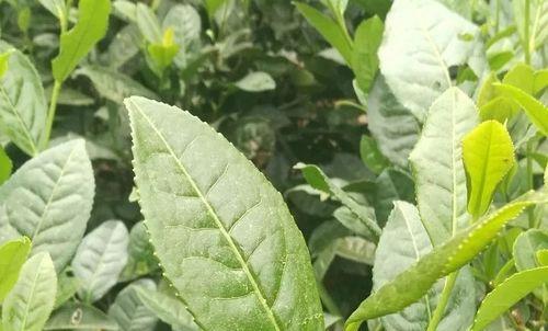 大乌叶茶（探寻大乌叶茶的历史）