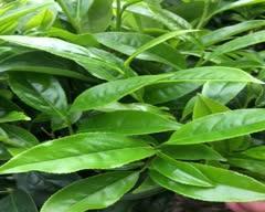 大乌叶茶（探寻大乌叶茶的历史）