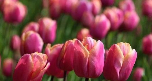 郁金香的花语与寓意（探究郁金香的象征意义及传说）