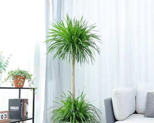 大型盆栽植物的养护与美化（打造室内绿色空间）