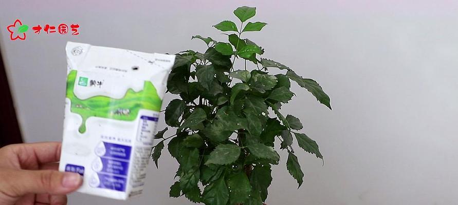 大幸福树的养殖方法和注意事项（打造幸福家园）