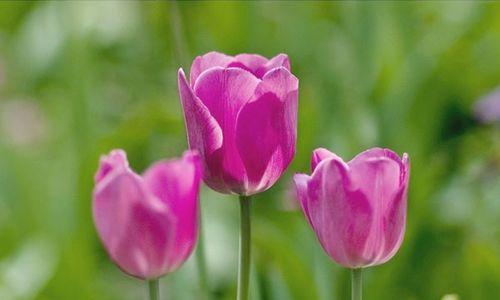 郁金香的寓意与意义（探究郁金香花语和文化象征）