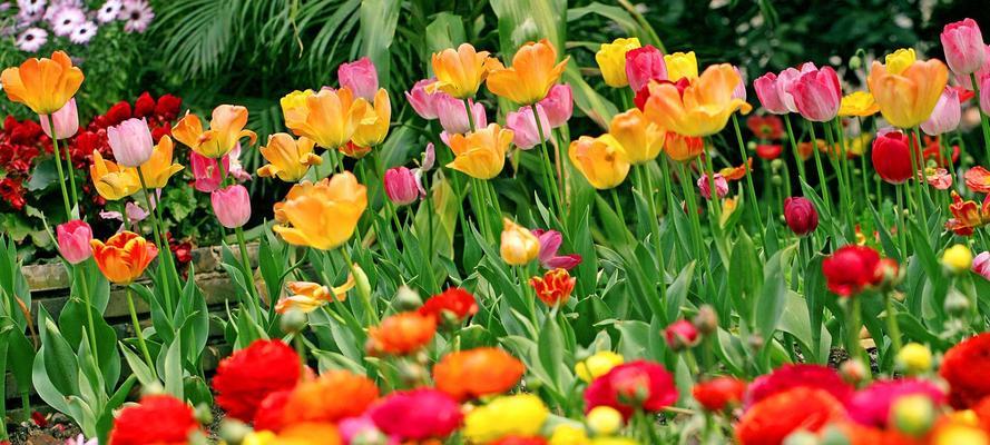 郁金香花语与寓意（探索郁金香的丰富色彩与意义）