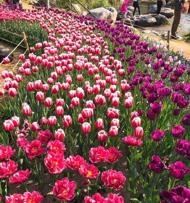 郁金香花语与寓意（探索郁金香的丰富色彩与意义）