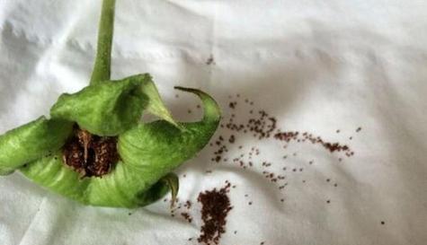 如何处理大岩桐的根烂问题（教你避免大岩桐枯死的方法）
