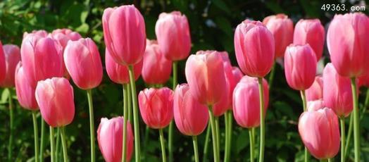 郁金香花语与寓意（探索郁金香的丰富色彩与意义）