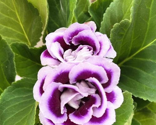 大岩桐与芙蓉花（探究大岩桐和芙蓉花的区别及特点）