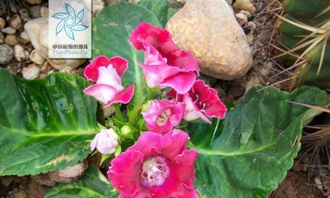 大岩桐花为何不开花（探究大岩桐花不开花的原因及解决方法）