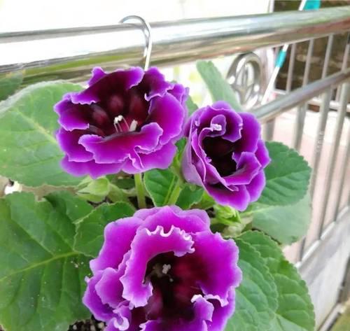大岩桐花为何不开花（探究大岩桐花不开花的原因及解决方法）