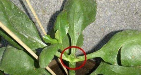 大岩桐花的摘心打顶（时间）