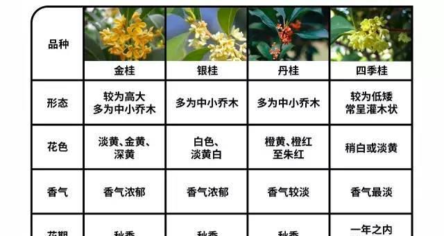 大岩桐花的摘心打顶（时间）