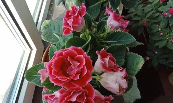 大岩桐开花时间及花期（一年四季都开花吗）