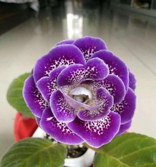 大岩桐开花时间及花期（一年四季都开花吗）