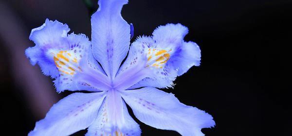 鸢尾花的花语及其象征意义（探寻鸢尾花背后的隐藏花语）