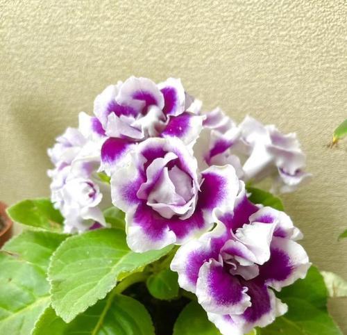 大岩桐的盆栽种植技巧（如何选择合适的盆和土壤）