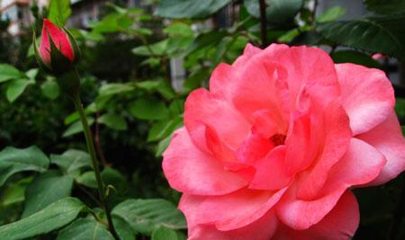 月光花（探索月光花的花语和文化意蕴）