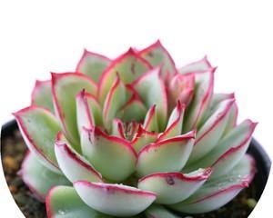 月光花（探索月光花的花语和文化意蕴）