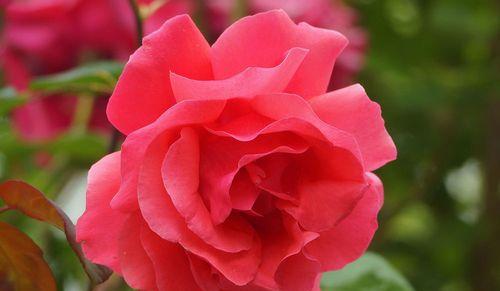 月季花（探索月季花的花语和寓意）