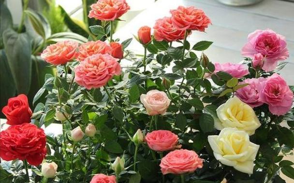 月季花语之美——花开寄托情怀（用花语诠释心意）