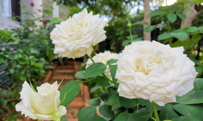 月季花语解读——浪漫、热情与坚强（探索月季花所传达的情感和意义）
