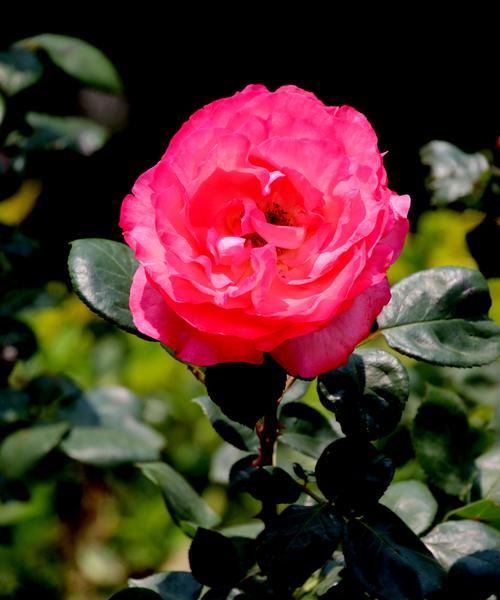 月季花语解读——浪漫、热情与坚强（探索月季花所传达的情感和意义）