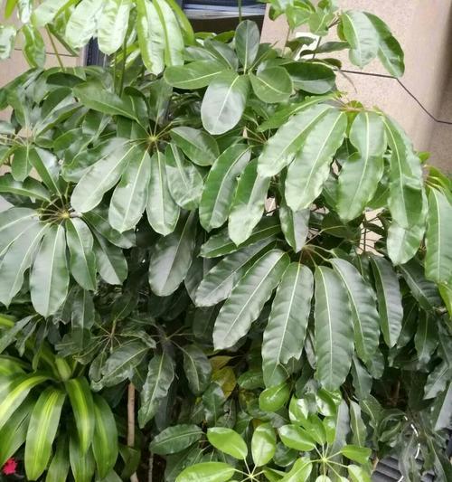 探索大叶观赏植物的世界（发现绿色艺术的美学价值）