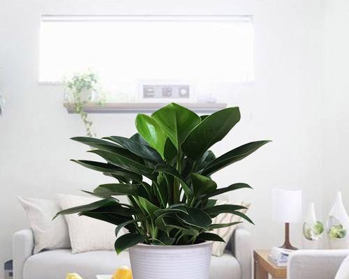 探索大叶观赏植物的世界（发现绿色艺术的美学价值）