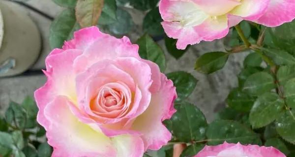 月季花语与寓意（探寻月季花的花语与象征）