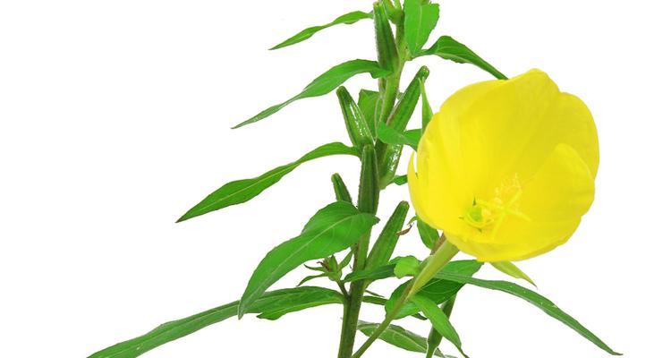 传说中的月见草之花语（探秘月见草的传说与花语之谜）