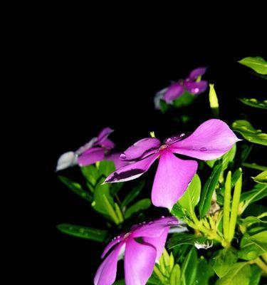 长春花花语之美（探寻长春花的花语和魅力）