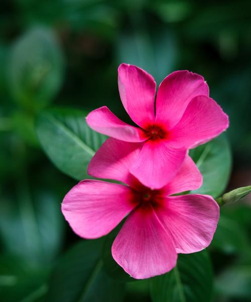 长春花花语之美（探寻长春花的花语和魅力）