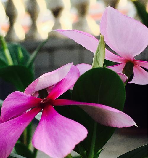 长春花花语之美（探寻长春花的花语和魅力）