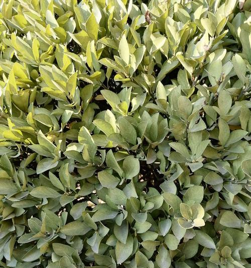 大叶黄杨开花全揭秘（一探究竟）