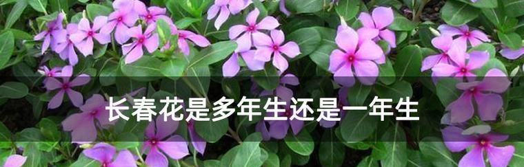长春花的花语与象征意义（探寻长春花背后的深意）