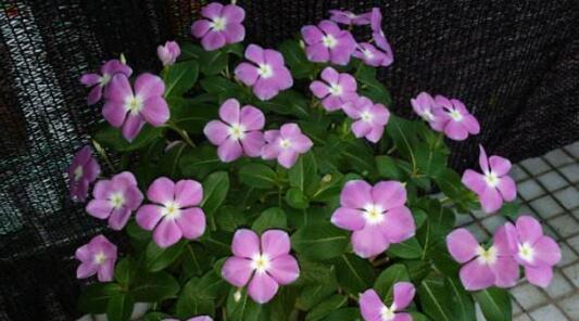 长春花的花语与象征意义（探寻长春花背后的深意）