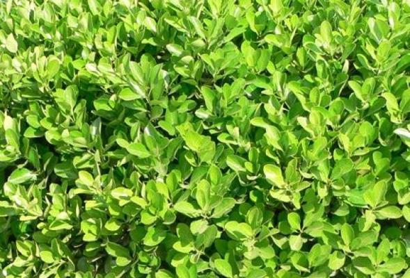 大叶黄杨——一个常绿植物的生态特点（探究大叶黄杨的生长繁殖）