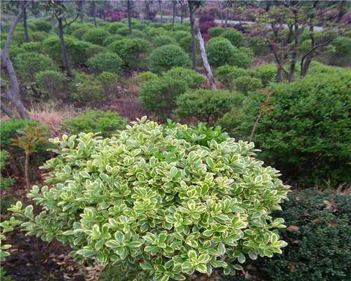 大叶黄杨——一种与众不同的落叶植物（大叶黄杨的特点及生态环境）
