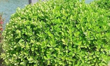 大叶黄杨——一种与众不同的落叶植物（大叶黄杨的特点及生态环境）
