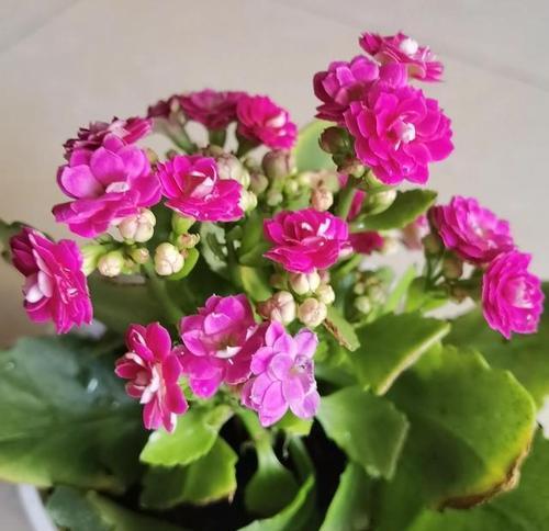 长寿花花语（长寿花的花语和传统文化背景探究）