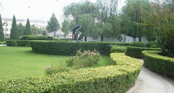 大叶黄杨喜阳还是喜阴（探究大叶黄杨的光照条件）