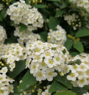 珍珠绣线菊花语之美（用花语赋予生活更多美好）