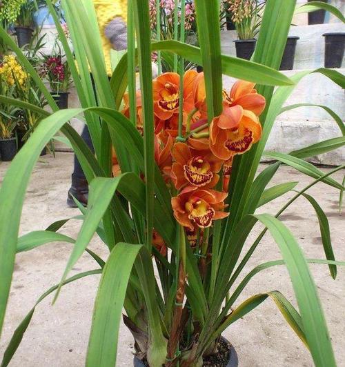 大叶蕙兰花的养护管理（打造美丽的蕙兰花园）